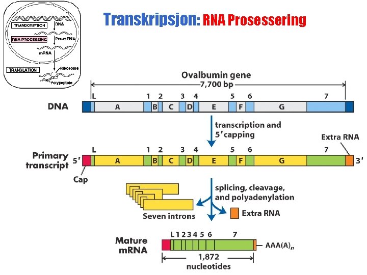 Transkripsjon: RNA Prosessering 