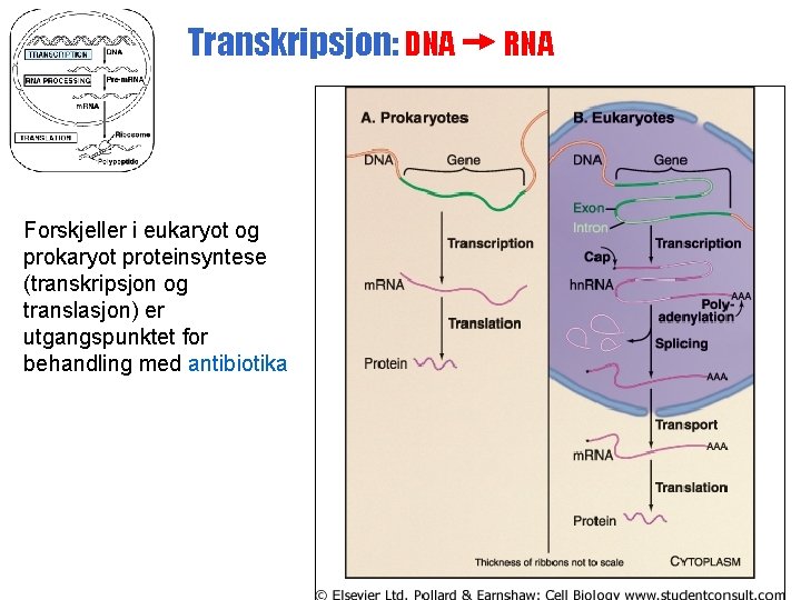 Transkripsjon: DNA Forskjeller i eukaryot og prokaryot proteinsyntese (transkripsjon og translasjon) er utgangspunktet for