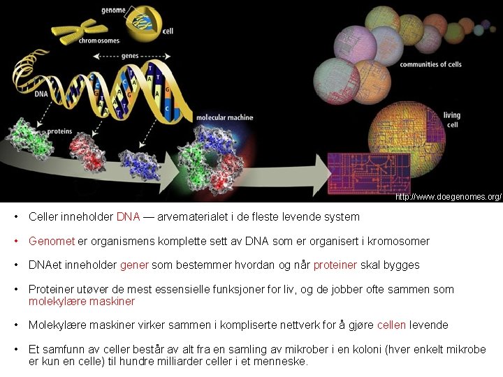 http: //www. doegenomes. org/ • Celler inneholder DNA — arvematerialet i de fleste levende