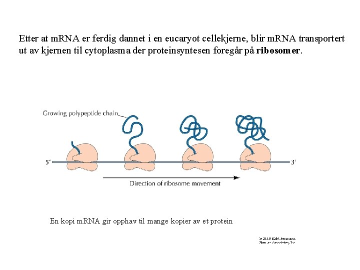Etter at m. RNA er ferdig dannet i en eucaryot cellekjerne, blir m. RNA