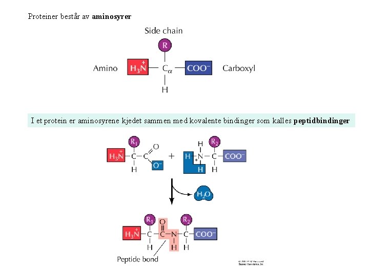 Proteiner består av aminosyrer I et protein er aminosyrene kjedet sammen med kovalente bindinger