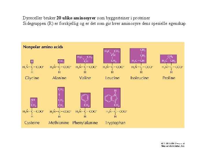 Dyreceller bruker 20 ulike aminosyrer som byggesteiner i proteiner Sidegruppen (R) er forskjellig og