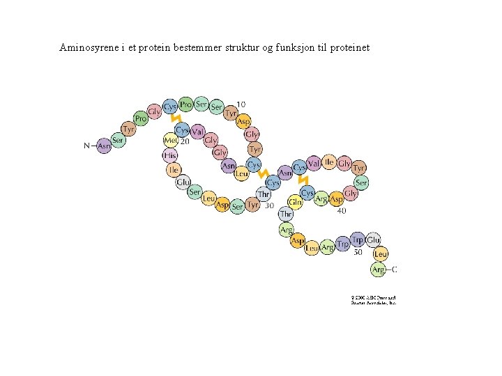 Aminosyrene i et protein bestemmer struktur og funksjon til proteinet 