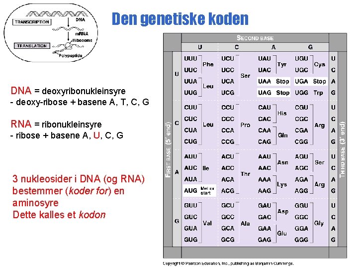 Den genetiske koden DNA = deoxyribonukleinsyre - deoxy-ribose + basene A, T, C, G