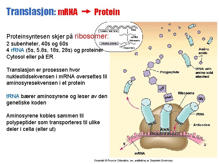Translasjon: m. RNA Proteinsyntesen skjer på ribosomer: 2 subenheter, 40 s og 60 s