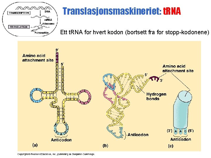 Translasjonsmaskineriet: t. RNA Ett t. RNA for hvert kodon (bortsett fra for stopp-kodonene) 