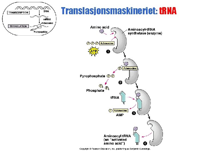 Translasjonsmaskineriet: t. RNA 