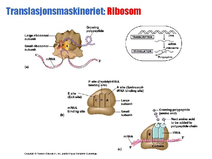 Translasjonsmaskineriet: Ribosom 