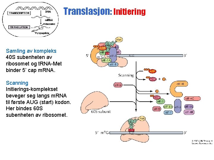 Translasjon: Initiering Samling av kompleks 40 S subenheten av ribosomet og t. RNA-Met binder