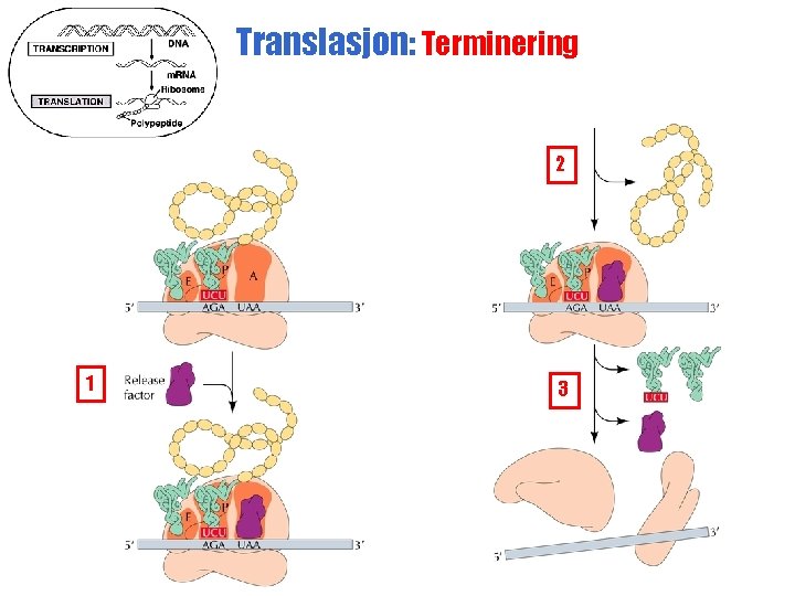 Translasjon: Terminering 2 1 3 