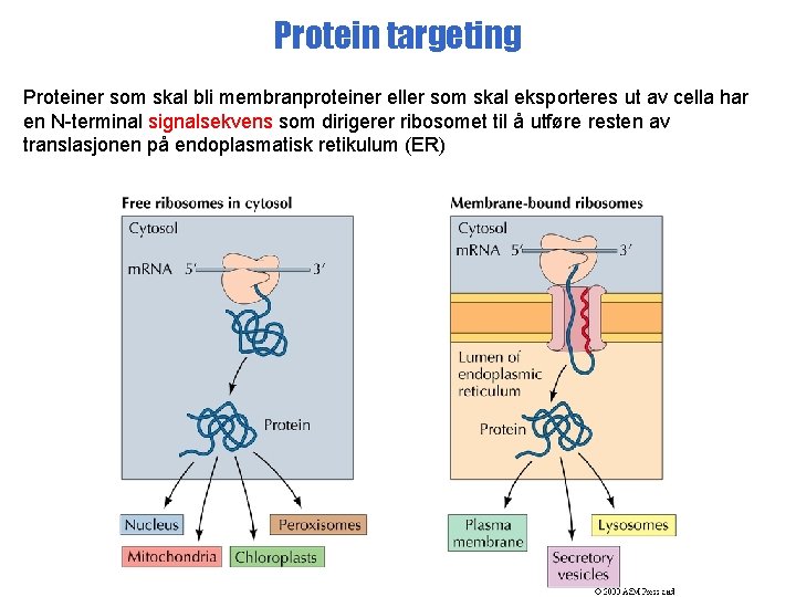 Protein targeting Proteiner som skal bli membranproteiner eller som skal eksporteres ut av cella