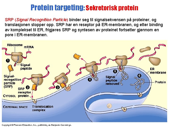 Protein targeting: Sekretorisk protein SRP (Signal Recognition Particle) binder seg til signalsekvensen på proteiner,