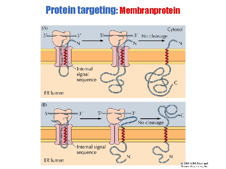 Protein targeting: Membranprotein 