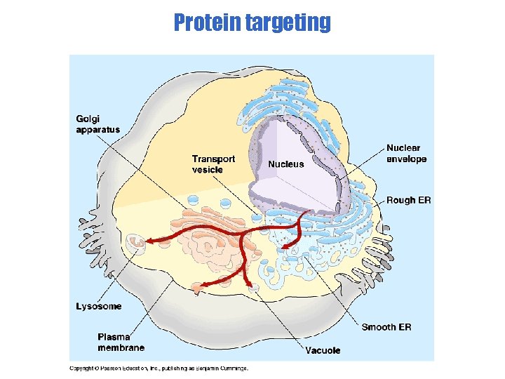 Protein targeting 