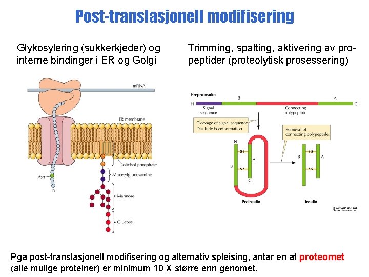 Post-translasjonell modifisering Glykosylering (sukkerkjeder) og interne bindinger i ER og Golgi Trimming, spalting, aktivering