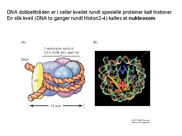 DNA dobbelttråden er i celler kveilet rundt spesielle proteiner kalt histoner. En slik kveil