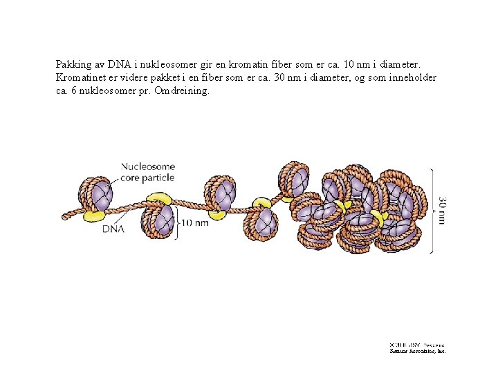 Pakking av DNA i nukleosomer gir en kromatin fiber som er ca. 10 nm