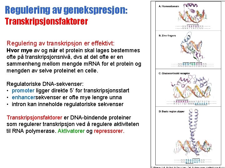 Regulering av genekspresjon: Transkripsjonsfaktorer Regulering av transkripsjon er effektivt: Hvor mye av og når