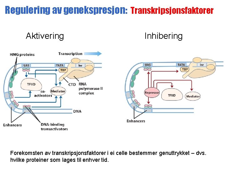 Regulering av genekspresjon: Transkripsjonsfaktorer Aktivering Inhibering Forekomsten av transkripsjonsfaktorer i ei celle bestemmer genuttrykket