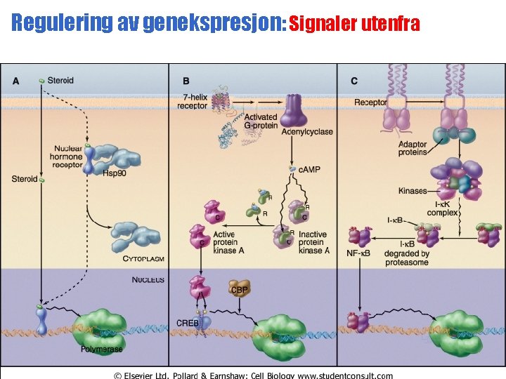 Regulering av genekspresjon: Signaler utenfra 