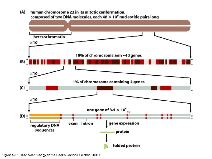 Figure 4 -15 Molecular Biology of the Cell (© Garland Science 2008) 