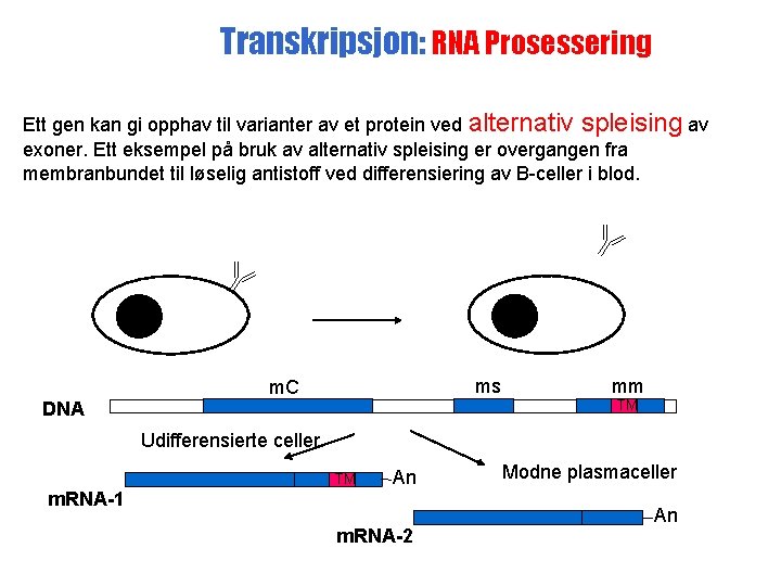 Transkripsjon: RNA Prosessering Ett gen kan gi opphav til varianter av et protein ved