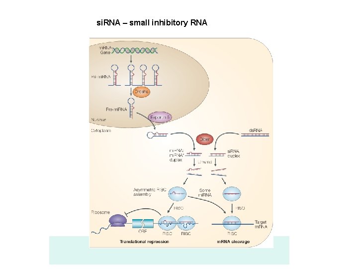 si. RNA – small inhibitory RNA 