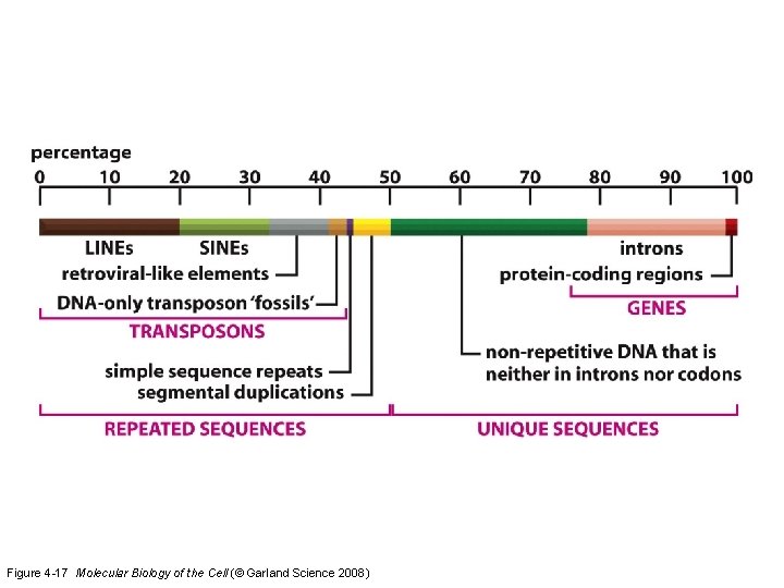 Figure 4 -17 Molecular Biology of the Cell (© Garland Science 2008) 