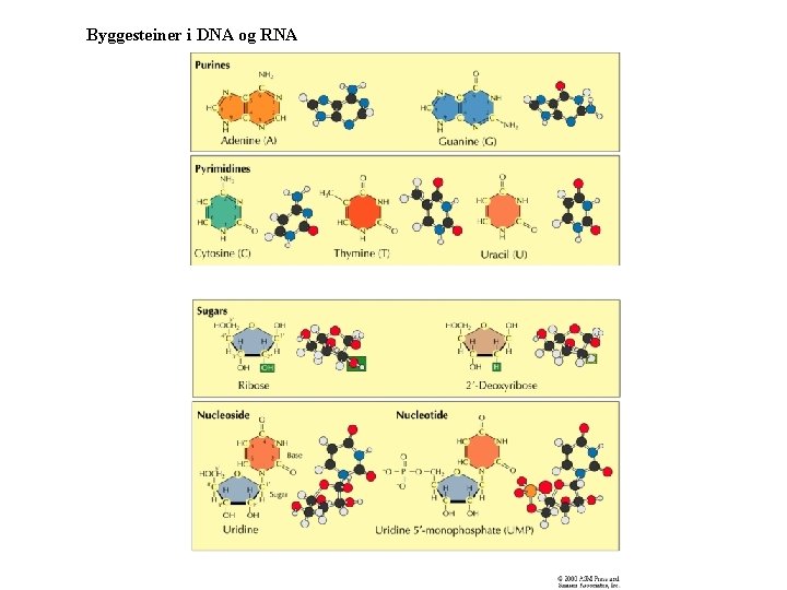 Byggesteiner i DNA og RNA 