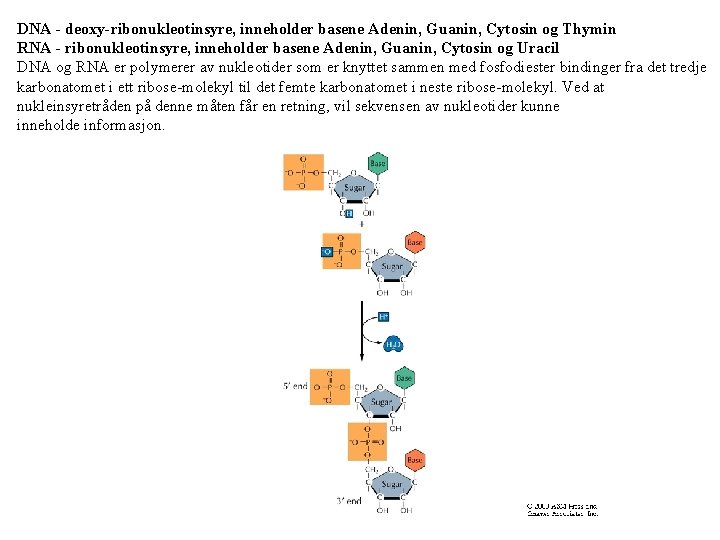 DNA - deoxy-ribonukleotinsyre, inneholder basene Adenin, Guanin, Cytosin og Thymin RNA - ribonukleotinsyre, inneholder