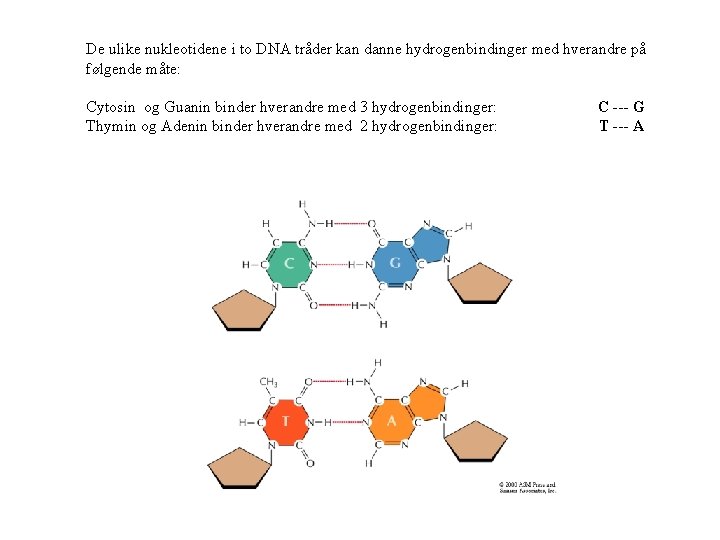 De ulike nukleotidene i to DNA tråder kan danne hydrogenbindinger med hverandre på følgende