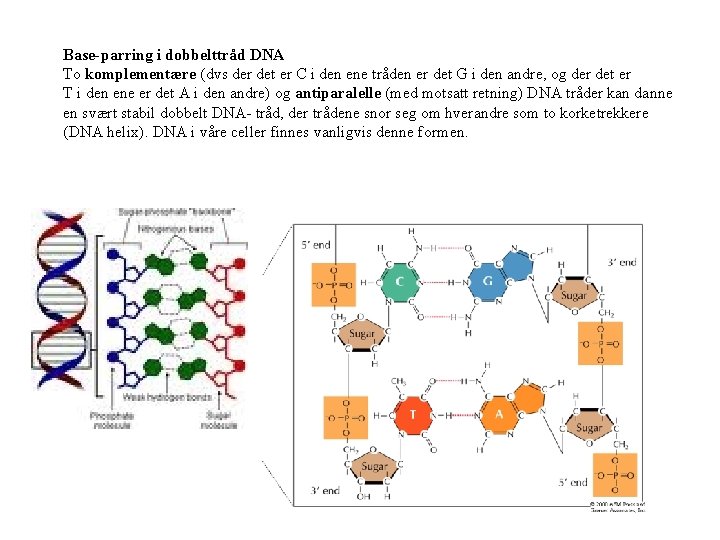 Base-parring i dobbelttråd DNA To komplementære (dvs der det er C i den ene