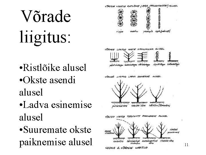 Võrade liigitus: • Ristlõike alusel • Okste asendi alusel • Ladva esinemise alusel •