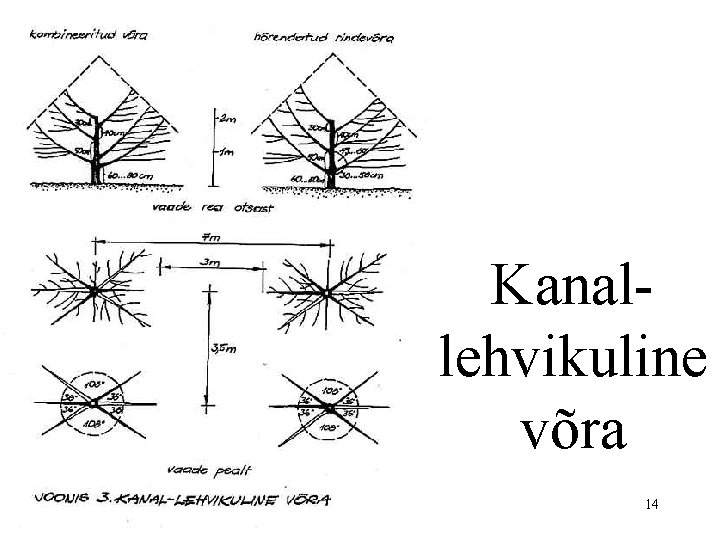 Kanallehvikuline võra 14 