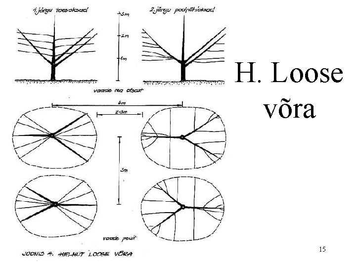 H. Loose võra 15 