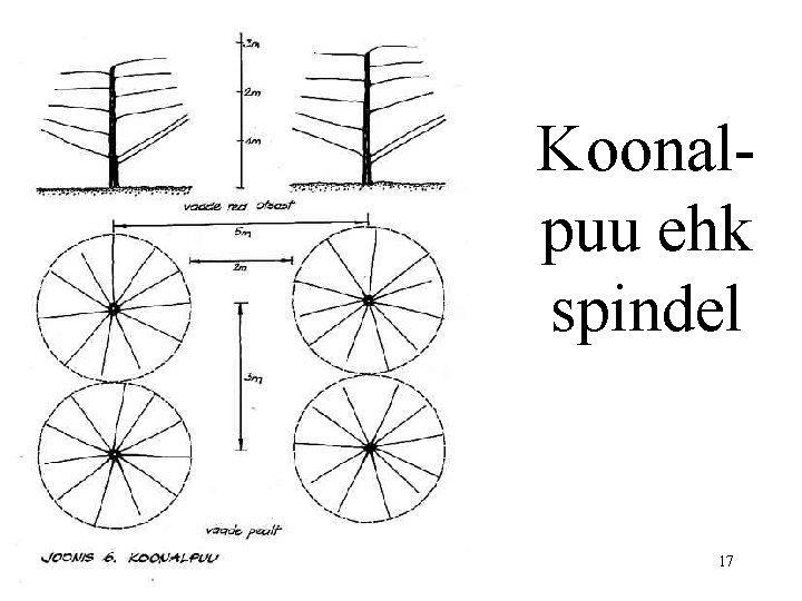 Koonalpuu ehk spindel 17 