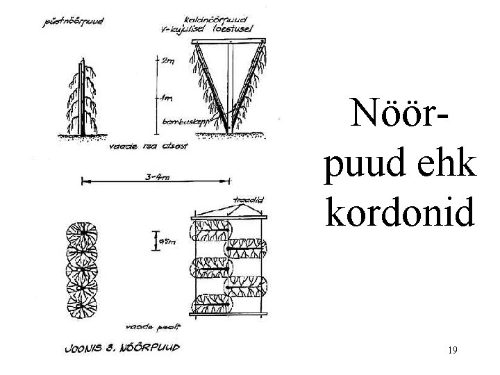 Nöörpuud ehk kordonid 19 