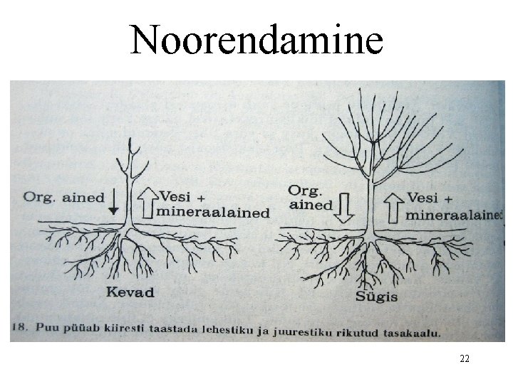 Noorendamine 22 