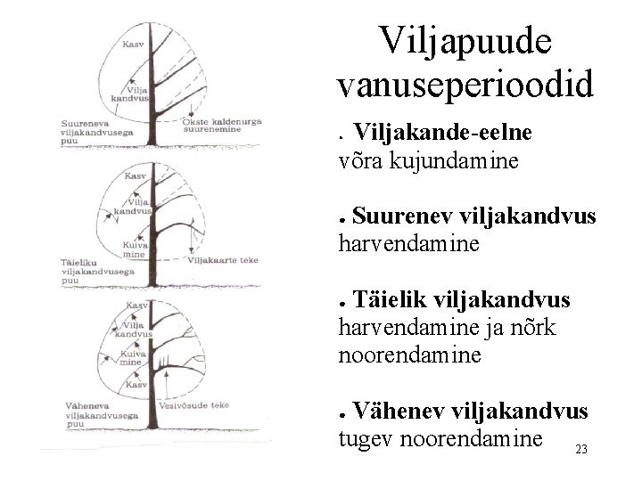 Viljapuude vanuseperioodid Viljakande-eelne võra kujundamine ● Suurenev viljakandvus harvendamine ● Täielik viljakandvus harvendamine ja