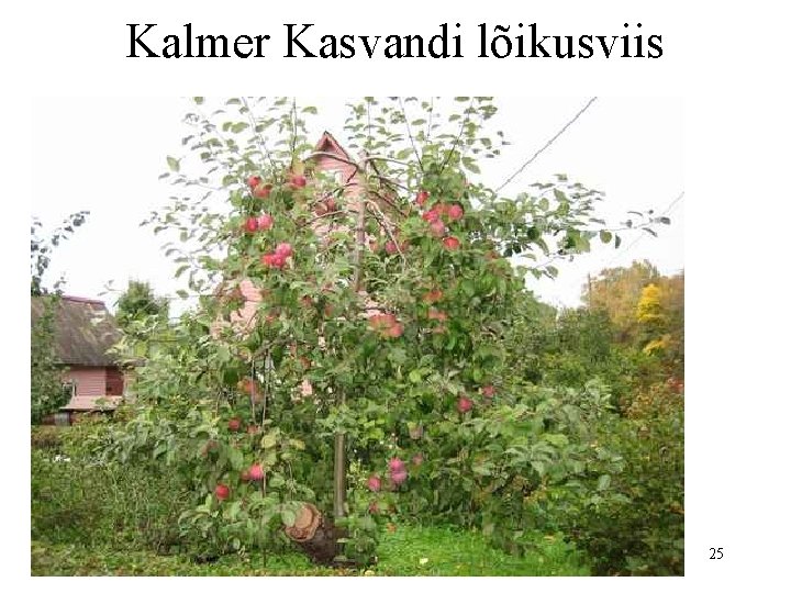 Kalmer Kasvandi lõikusviis 25 