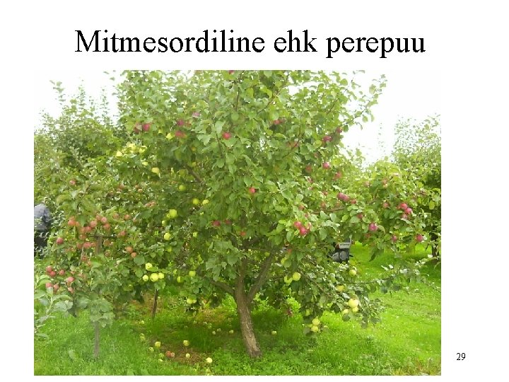 Mitmesordiline ehk perepuu 29 