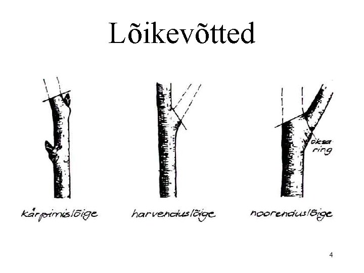 Lõikevõtted 4 