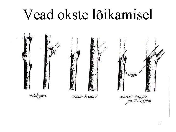 Vead okste lõikamisel 5 