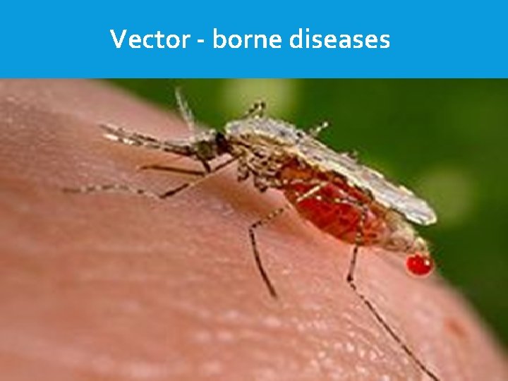 Vector - borne diseases Dengue Fever 