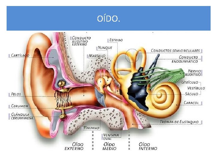 OÍDO. 