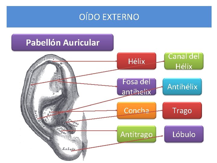 OÍDO EXTERNO Pabellón Auricular Hélix Canal del Hélix Fosa del antihelix Antihélix Concha Trago