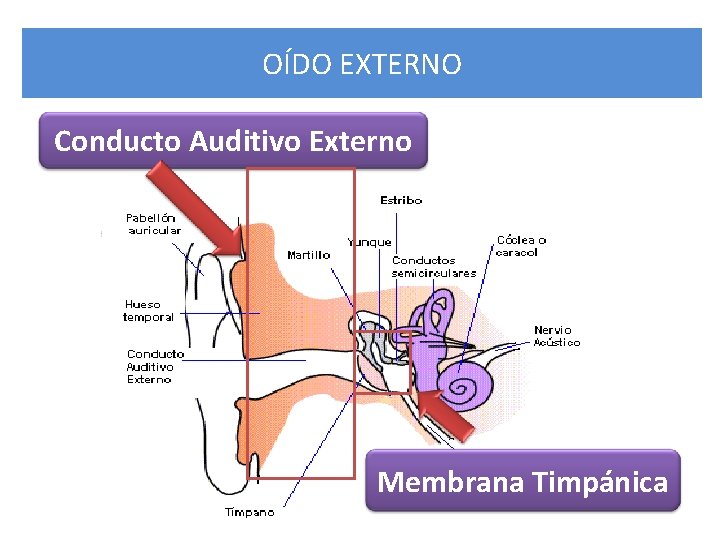 OÍDO EXTERNO Conducto Auditivo Externo Membrana Timpánica 