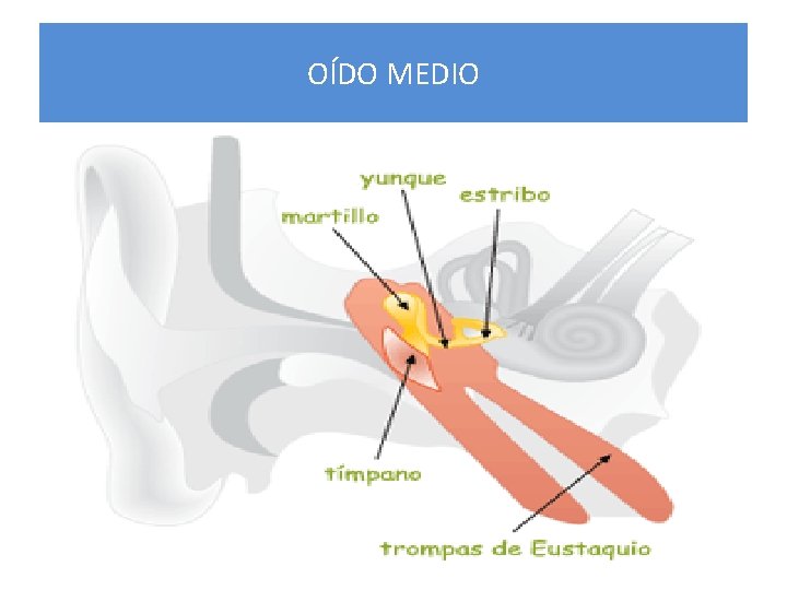 OÍDO MEDIO 