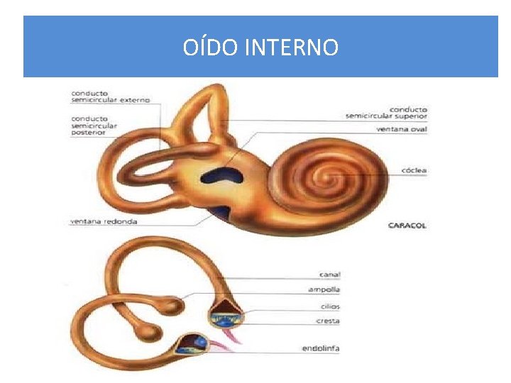 OÍDO INTERNO 