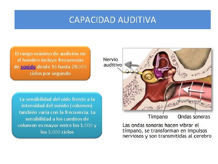 CAPACIDAD AUDITIVA El rango máximo de audición en el hombre incluye frecuencias de sonido